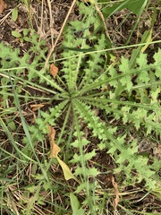 Cirsium palustre