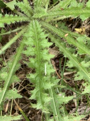 Cirsium palustre