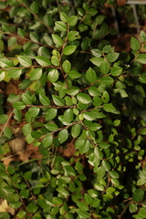 Cotoneaster divaricatus
