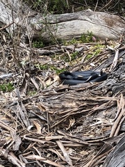 Pseudechis porphyriacus