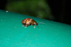 Asiophrida scaphoides