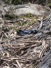 Pseudechis porphyriacus