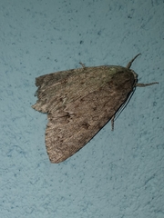 Noctuoidea