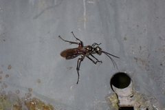 Pompiloidea
