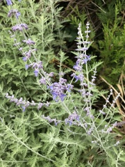 Salvia yangii