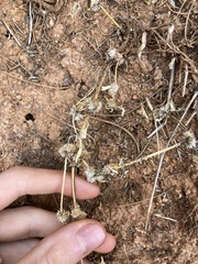 Alternanthera angustifolia