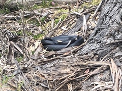 Pseudechis porphyriacus