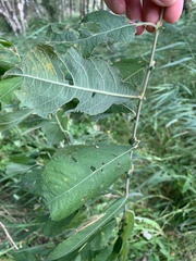 Salix cinerea