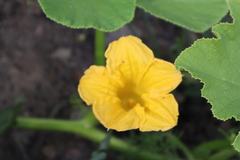 Cucurbita maxima
