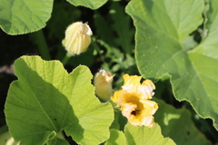 Cucurbita maxima