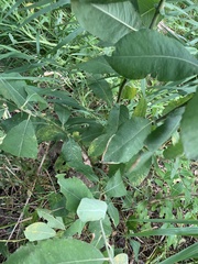 Salix cinerea