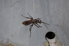 Pompiloidea