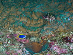 Chrysiptera flavipinnis