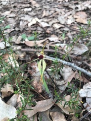 Caladenia longiclavata