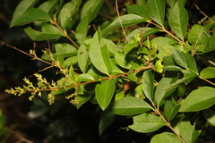 Ligustrum ovalifolium