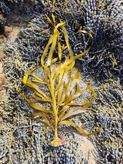 Phyllospora comosa