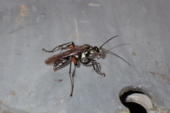 Pompiloidea