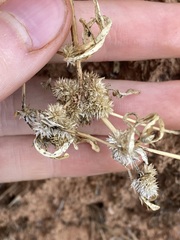 Alternanthera angustifolia