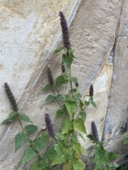 Agastache foeniculum