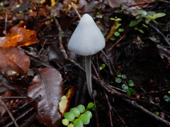 Entoloma canoconicum