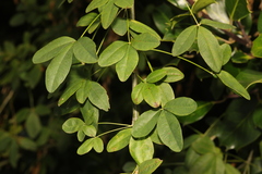 Laburnum anagyroides