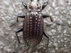 Carabus granulatus