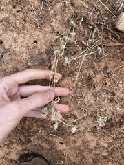 Alternanthera angustifolia