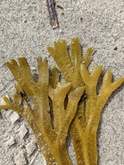Fucus spiralis