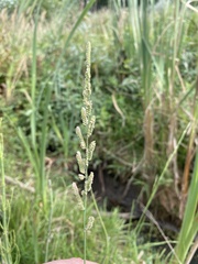 Beckmannia eruciformis