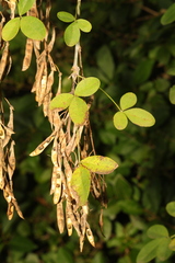 Laburnum anagyroides