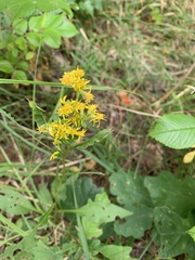 Solidago virgaurea