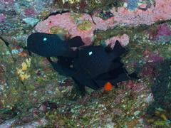 Dascyllus trimaculatus