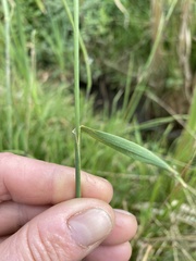 Beckmannia eruciformis