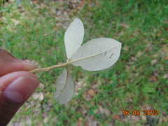 Quercus oleoides