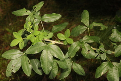 Laburnum anagyroides