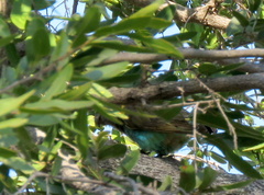 Poicephalus meyeri damarensis