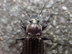 Carabus granulatus