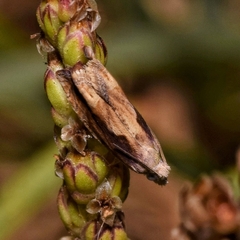 Tortricoidea