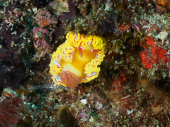 Ardeadoris rubroannulata