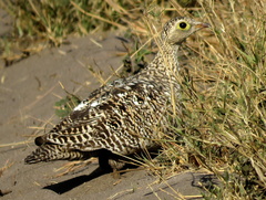 Pterocles bicinctus bicinctus