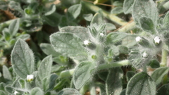 Boraginaceae
