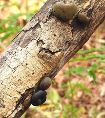 Hypoxylaceae