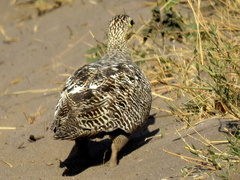 Pterocles bicinctus bicinctus