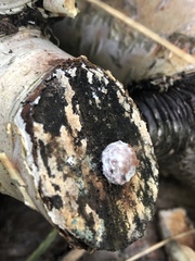 Reticularia lycoperdon