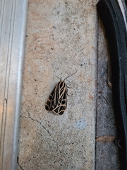 Apantesis parthenice