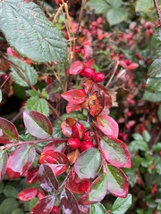 Cotoneaster horizontalis
