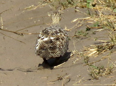 Pterocles bicinctus bicinctus