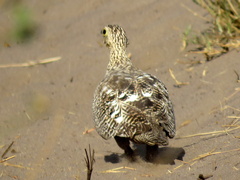 Pterocles bicinctus bicinctus