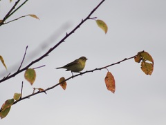 Phylloscopus trochilus
