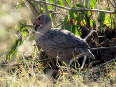 Pternistis swainsonii swainsonii